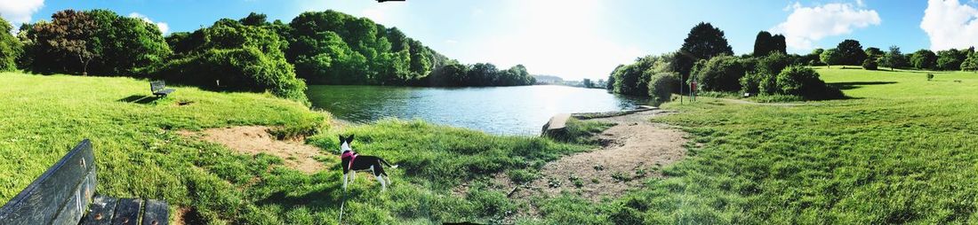 Panoramic view of calm lake in park