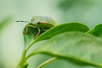 Close-up of insect on plant