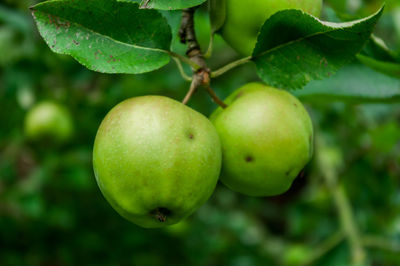 Close-up of green apples on tree