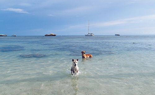 Dogs playing in shallow water