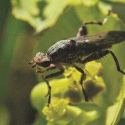 Close-up of insect on flower