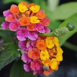 Close-up of flowers