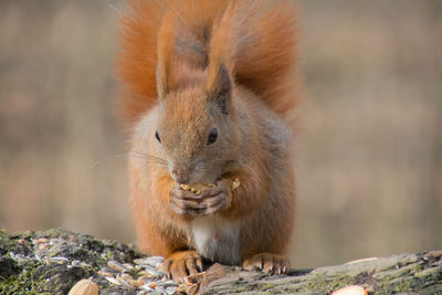 Portrait of squirrel