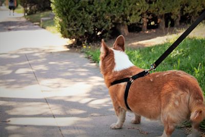 Dog standing outdoors