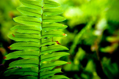Close-up of plant