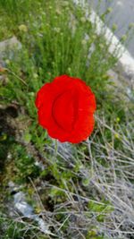 Close-up of red poppy blooming in field