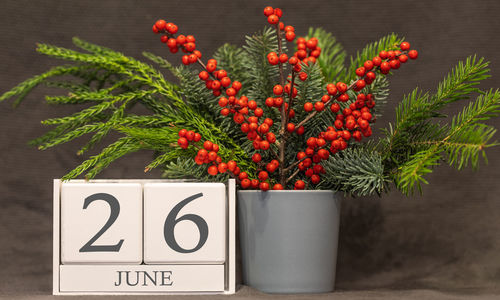 Close-up of fruits on plant in pot