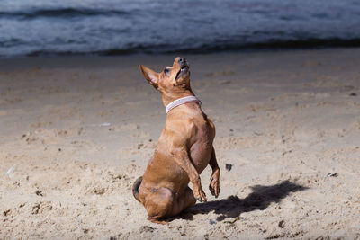 Dog on beach