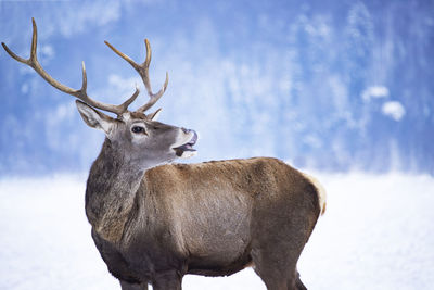 Deer on snow covered land