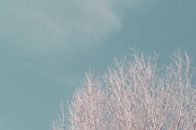 Low angle view of tree against sky