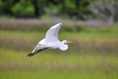 White bird flying in a field