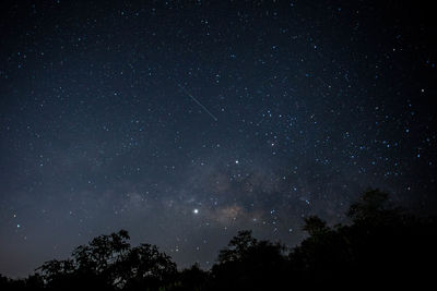 Low angle view of trees against sky at night