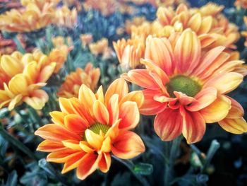 Close-up of orange flowering plants