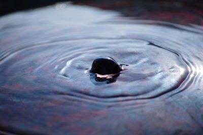 High angle view of drop on water