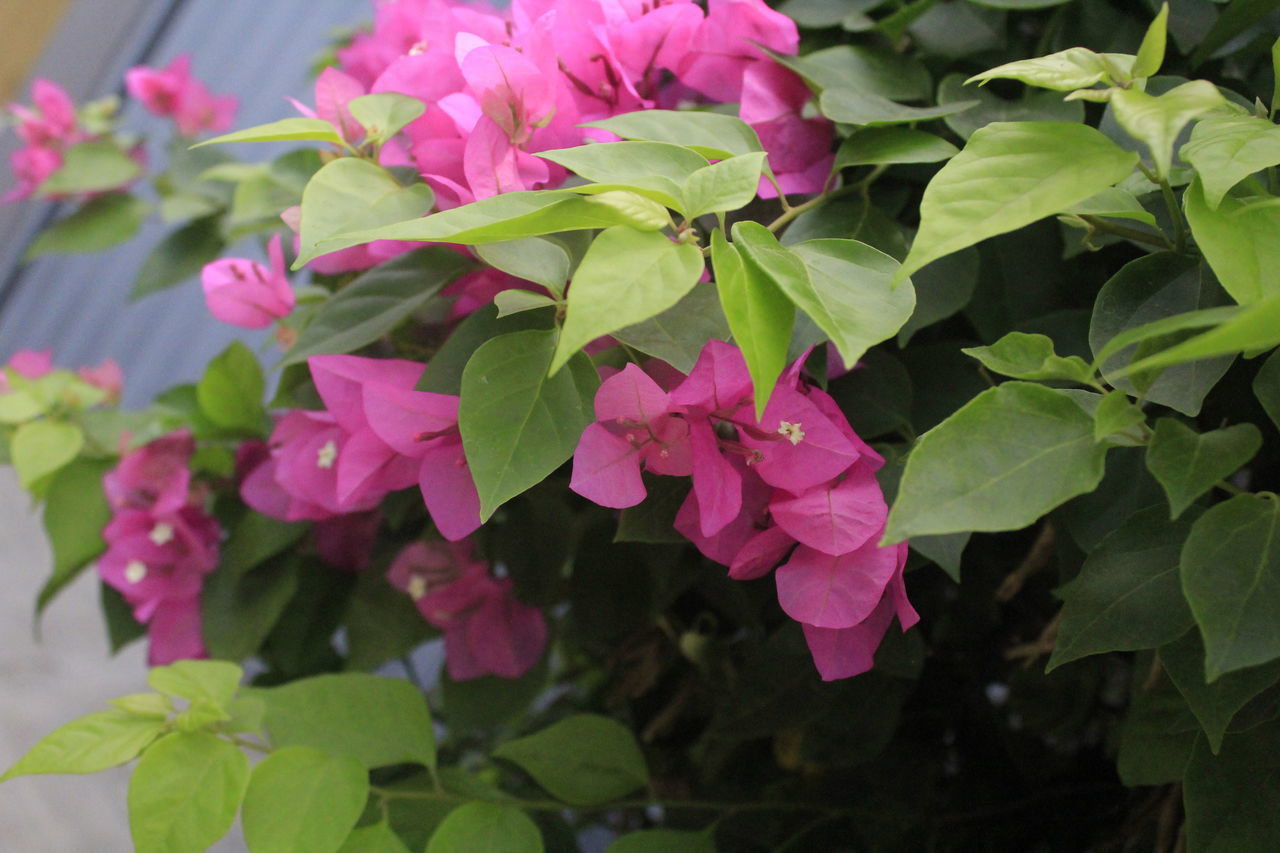 CLOSE-UP OF PINK ROSE PLANTS