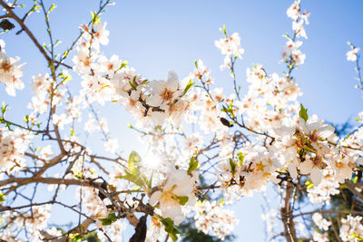 Low angle view of cherry blossom tree