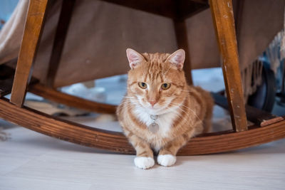 A cute ginger cat with an addressee on his neck lies under a wooden chair on the floor