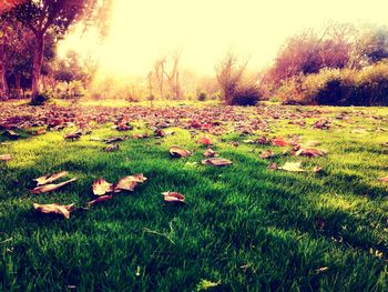 Scenic view of grassy field