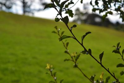 Close-up of fresh green plant