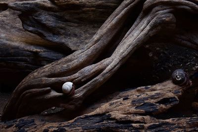 Close-up of hermit crabs on wood