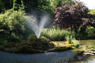 Scenic view of waterfall in forest