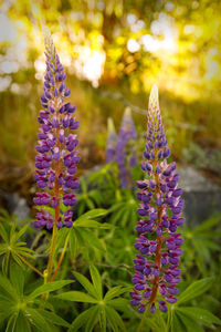 Close-up of purple flowers blooming outdoors