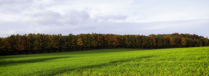 Scenic view of trees on field against sky