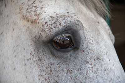 Close-up beautiful details of the eyes and eyelashes of a white horse stallion