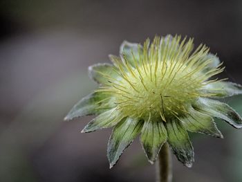 Close-up of white flower plant