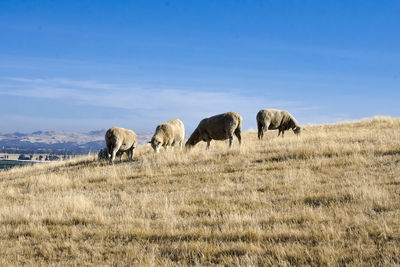 Horses grazing on field against sky