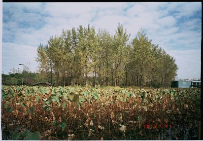 Plants growing on field against sky