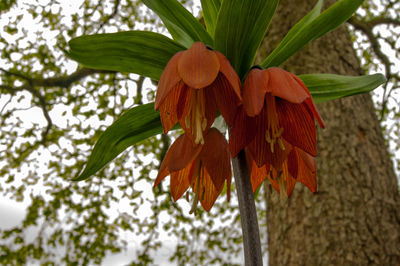 Close-up of flower blooming on tree