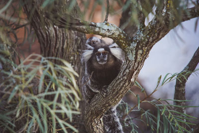 Monkey sitting on tree trunk