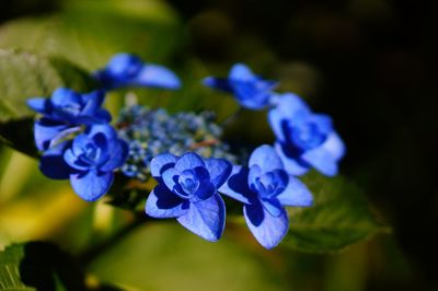 Close-up of purple flowers blooming