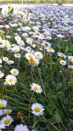 Close-up of daisy flowers blooming in field