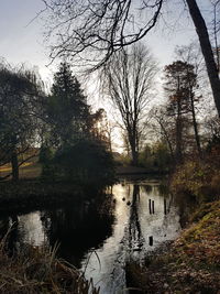 Reflection of trees in water