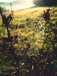 Close-up of spider on web