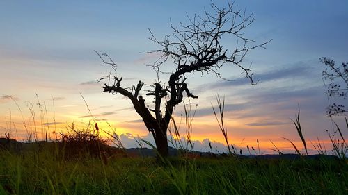 Silhouette bare tree on field against sky during sunset
