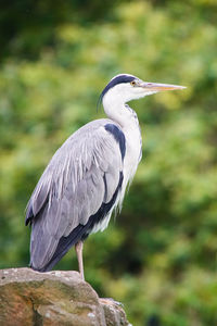 Close-up of gray heron perching