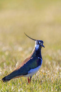 Close up at a northern lapwing standing in the grass