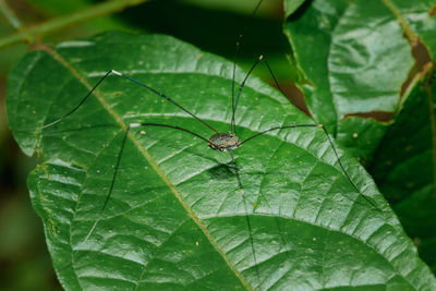 The black long-legged spider 