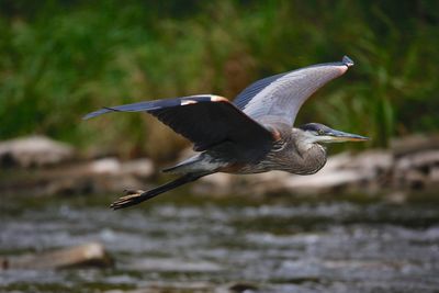 High angle view of gray heron flying