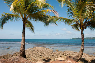 Palm tree on beach against sky