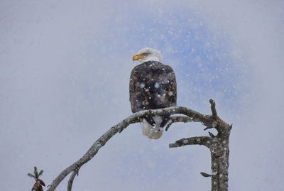 Snowy bald eagle perch 