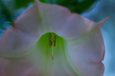 Close-up of honey bee on flower