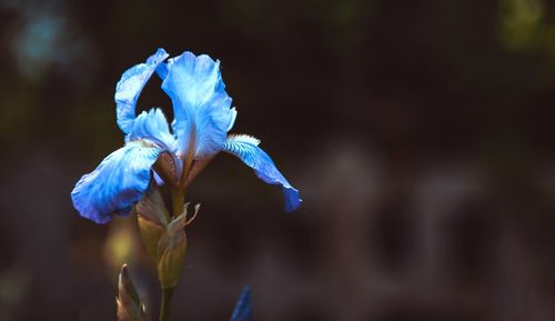 Close-up of purple iris flower