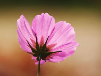 Close-up of pink flower against blurred background