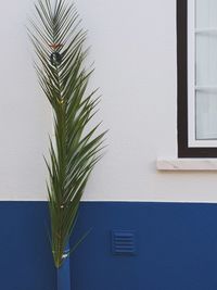 Close-up of plant against window