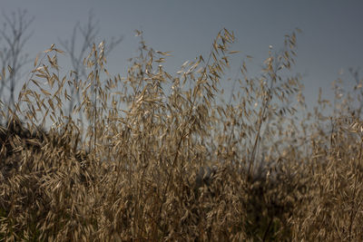 Close-up of wheat field against sky