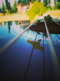 Reflection of person playing in swimming pool